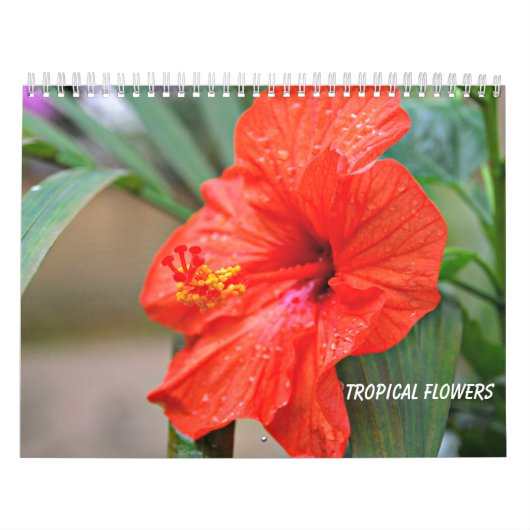 Tropische Blume Kalender (Titelbild)