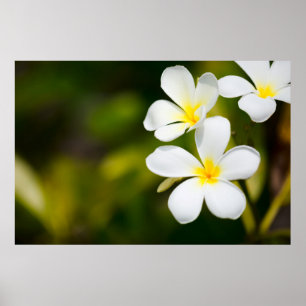 Tropische Blume Poster