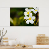 Tropische Blume Poster (Küche)