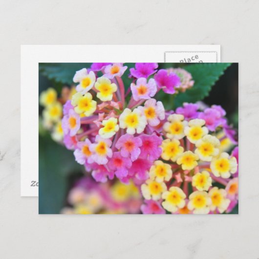 Tropische Blume Postkarten (Vorne/Hinten)