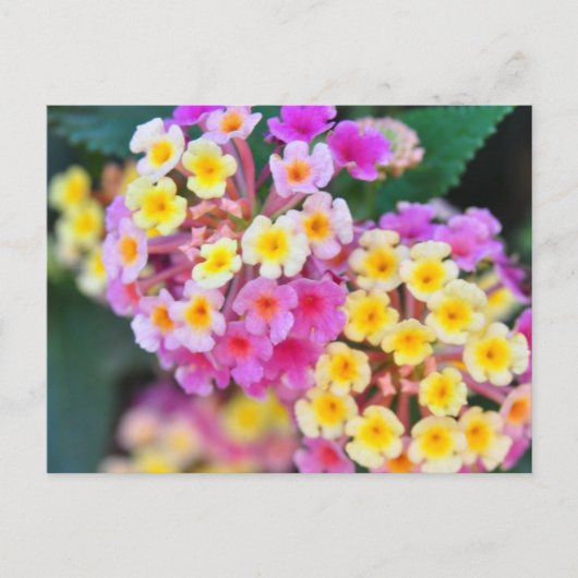 Tropische Blume Postkarten (Vorderseite)