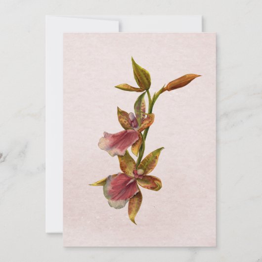 Tropische Brise Orchid Botanisches Brautparty Einladung (Rückseite)