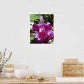 Tropische Cattleya-Orchid-Blume Poster (Küche)