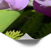 Tropische Cattleya-Orchid-Blume Poster (Ecke)