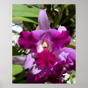 Tropische Cattleya-Orchid-Blume Poster