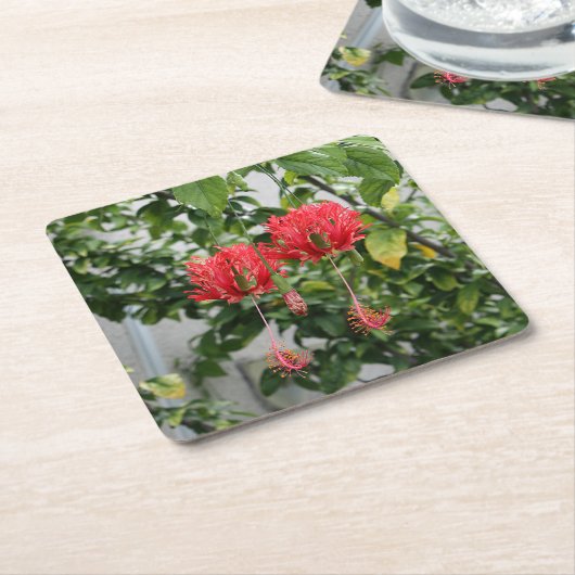 Tropische eingesäumte korallenrote Hibiskus-Blume Rechteckiger Pappuntersetzer (angewinkelt)