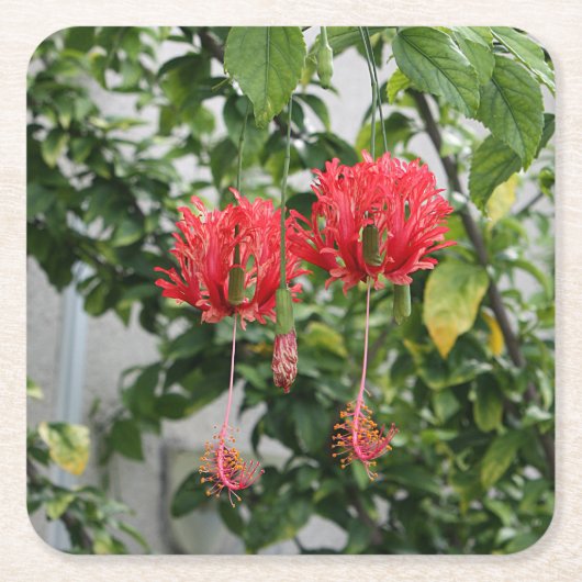 Tropische eingesäumte korallenrote Hibiskus-Blume Rechteckiger Pappuntersetzer (Vorderseite)
