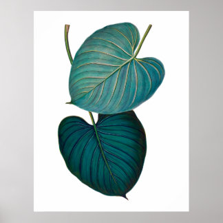 Tropische exotische Philodendron-Blätter Poster