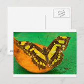 Tropische Farbe Postkarte (Vorne/Hinten)