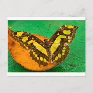Tropische Farbe Postkarte