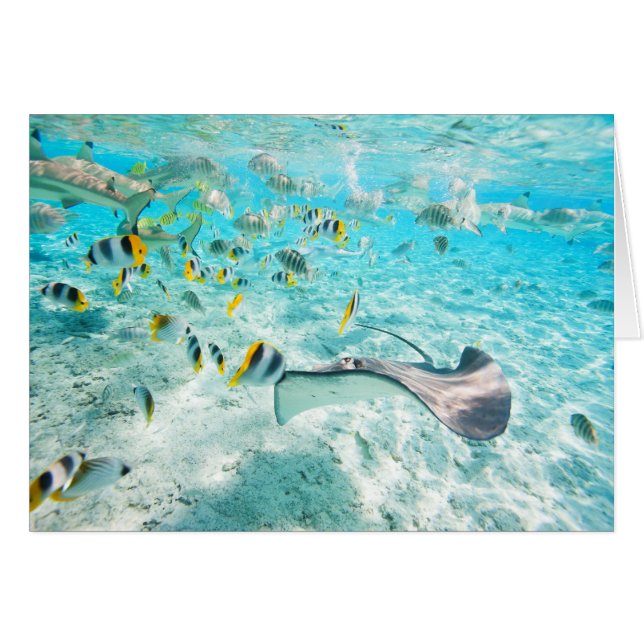 Tropische Fische (Vorderseite (Horizontal))