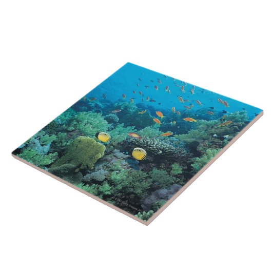 Tropische Fische, die über Riff schwimmen Fliese (Seite)