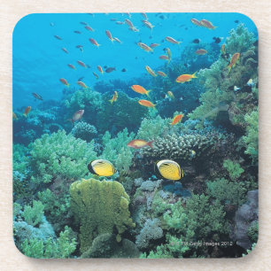 Tropische Fische, die über Riff schwimmen Getränkeuntersetzer