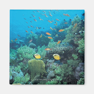 Tropische Fische, die über Riff schwimmen Magnet