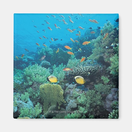 Tropische Fische schwimmen über dem Riff Magnet (Vorne)