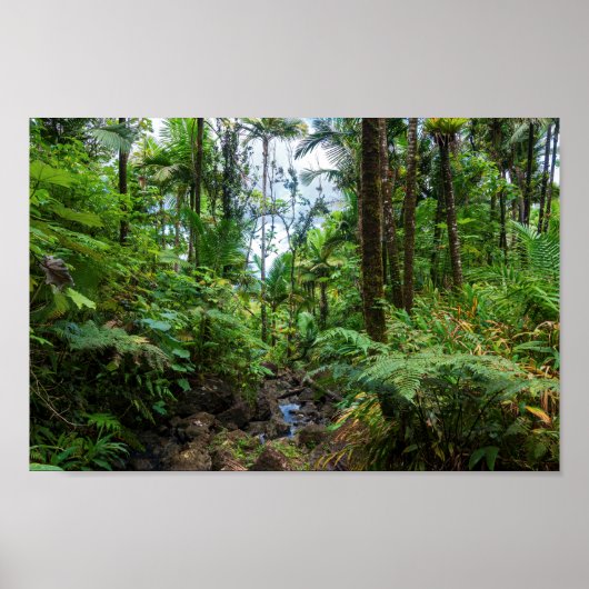 Tropische Flora des belebten Regenwaldes Poster (Vorne)