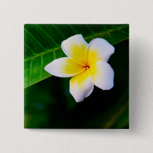 Tropische Frangipani-Blumenfotografie Button