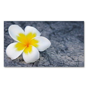 Tropische Frangipani-Blumenfotografie Magnetische Visitenkarte