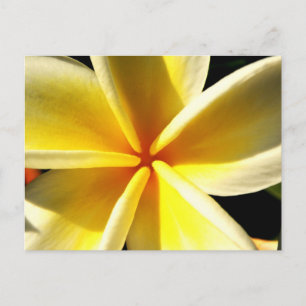 Tropische Frangipani-Blumenfotografie Postkarte