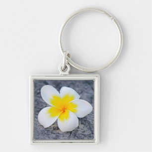 Tropische Frangipani-Botanik-Foto Schlüsselanhänger