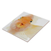 Tropische Frischwasserfische Fliese (Seite)