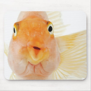 Tropische Frischwasserfische Mousepad