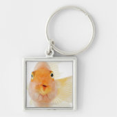 Tropische Frischwasserfische Schlüsselanhänger (Vorne)