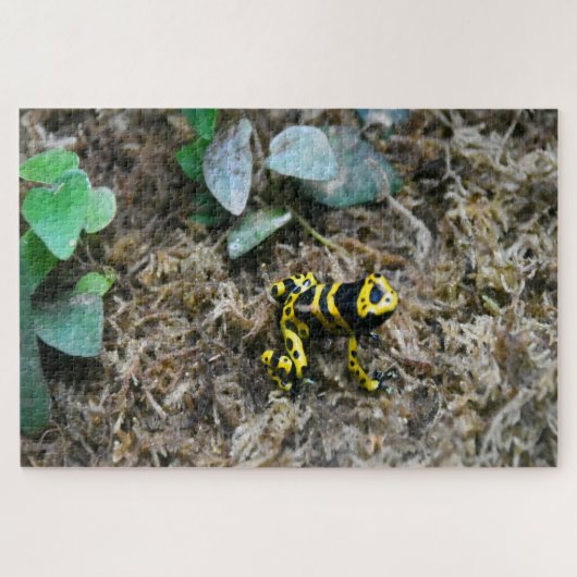 Tropische Frösche. Puzzle (Horizontal)