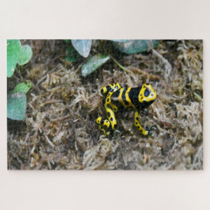 Tropische Frösche. Puzzle