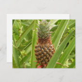 Tropische Früchte der Ananas in der Natur (Vorne/Hinten)