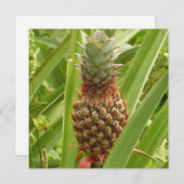 Tropische Früchte der Ananas in der Natur (Vorne/Hinten)
