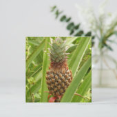 Tropische Früchte der Ananas in der Natur (Stehend Vorderseite)