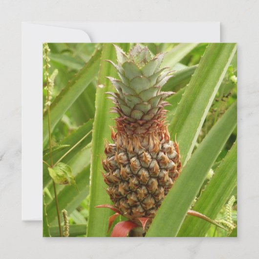 Tropische Früchte der Ananas in der Natur (Vorderseite)
