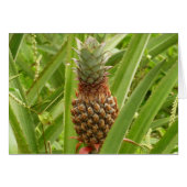 Tropische Früchte der Ananas in der Natur (Vorderseite (Horizontal))