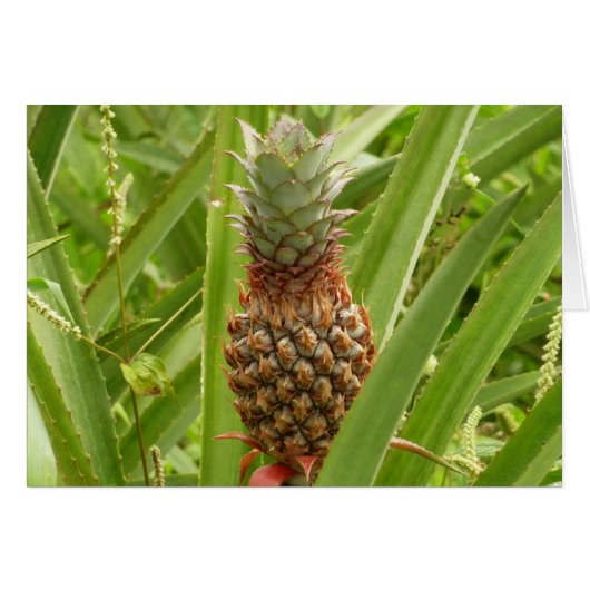 Tropische Früchte der Ananas in der Natur (Vorderseite (Horizontal))