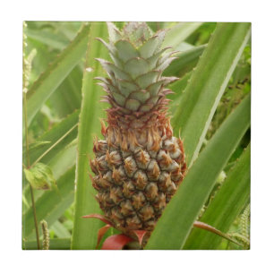 Tropische Früchte der Ananas in der Natur Fliese