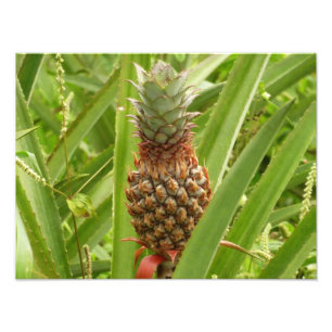 Tropische Früchte der Ananas in der Natur Fotodruck