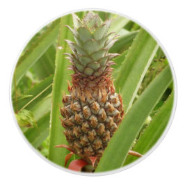 Tropische Früchte der Ananas in der Natur Keramikknauf