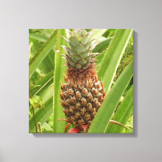 Tropische Früchte der Ananas in der Natur Leinwanddruck (Vorderseite)