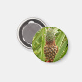 Tropische Früchte der Ananas in der Natur Magnet (Vorderseite/Rückseite)