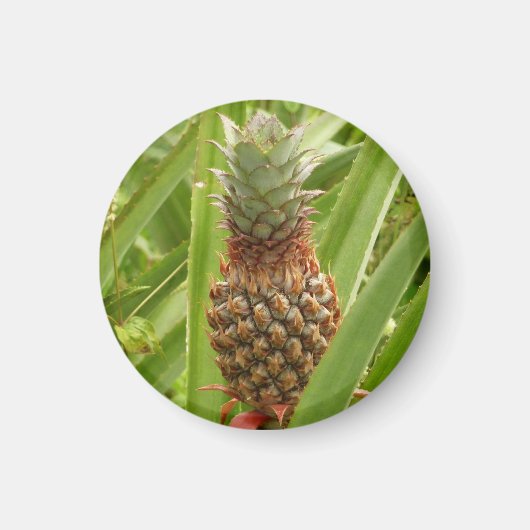 Tropische Früchte der Ananas in der Natur Magnet (Vorne)