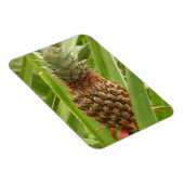 Tropische Früchte der Ananas in der Natur Magnet (Rechte Seite)