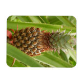 Tropische Früchte der Ananas in der Natur Magnet (Horizontal)