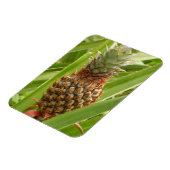 Tropische Früchte der Ananas in der Natur Magnet (Linke Seite)