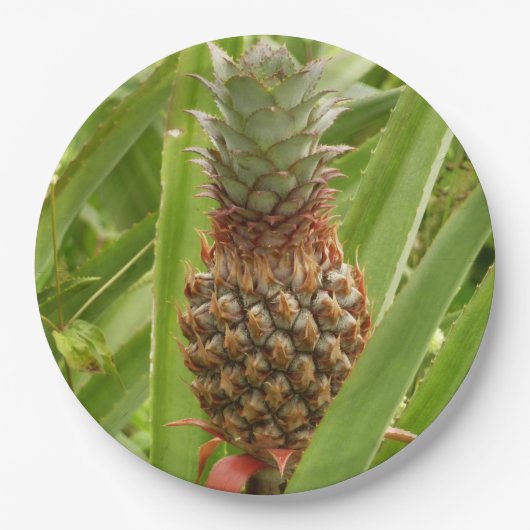 Tropische Früchte der Ananas in der Natur Pappteller (Vorderseite)