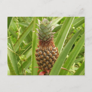 Tropische Früchte der Ananas in der Natur Postkarte