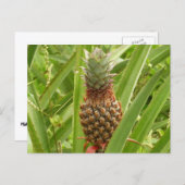 Tropische Früchte der Ananas in der Natur Postkarte (Vorne/Hinten)