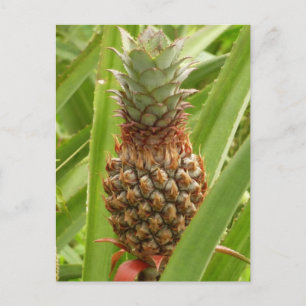 Tropische Früchte der Ananas in der Natur Postkarte