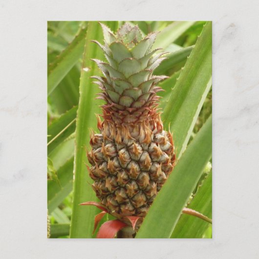Tropische Früchte der Ananas in der Natur Postkarte (Vorderseite)