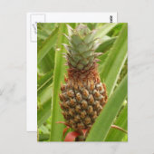 Tropische Früchte der Ananas in der Natur Postkarte (Vorne/Hinten)